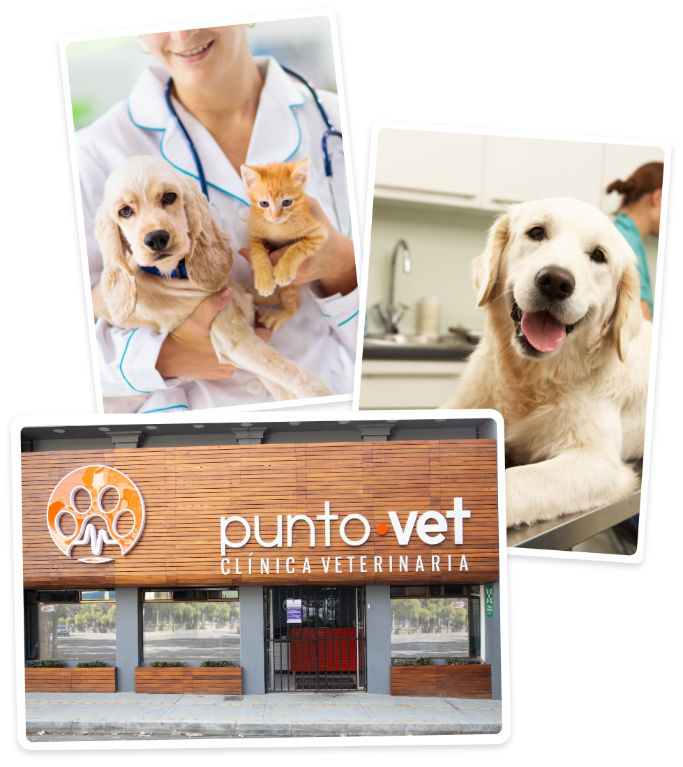 Punto Vet clínica veterinaria