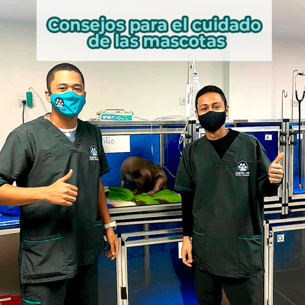 consejos para el cuidado de las mascotas