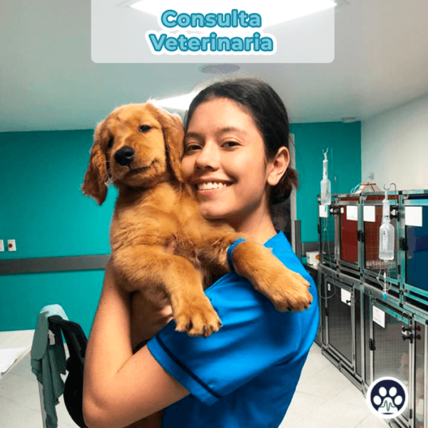 Consulta veterinaria Medellín