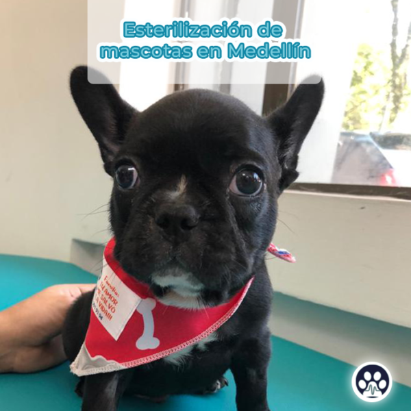 La Esterilizacion de mascotas en Medellín