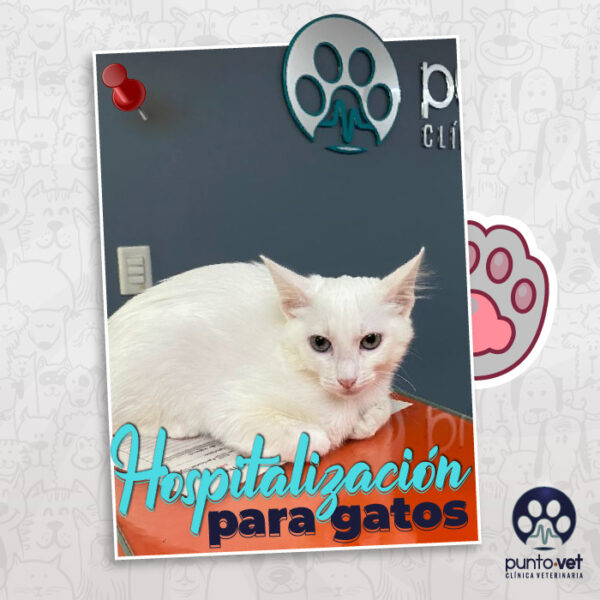 HOSPITALIZACION-PARA-GATOS