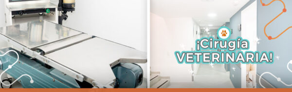 Cirugía veterinaria en Medellín