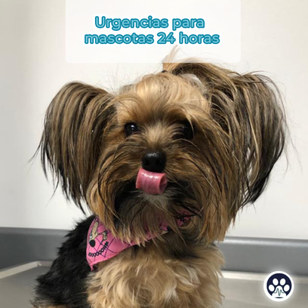 urgencias lveterinarias para tu mascota