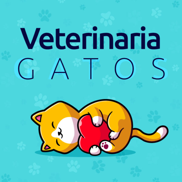Veterinaria para gatos en medellín