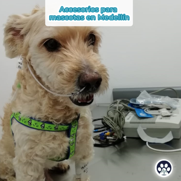Accesorios Mascotas