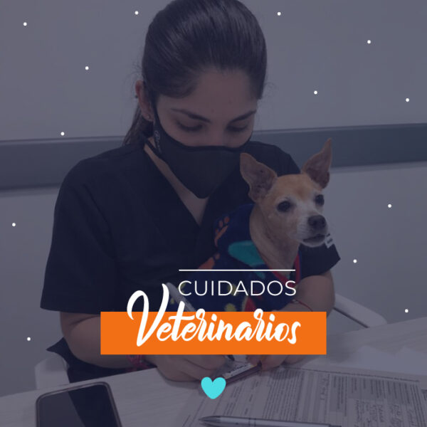 cuidados veterinarios para tu mascota en Medellín