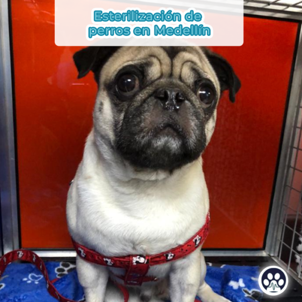 esterilizacionperrosmedellin