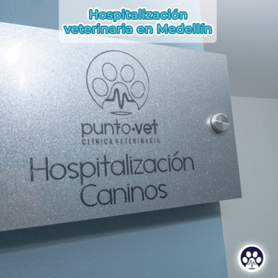 hospitalizacio-para-perros
