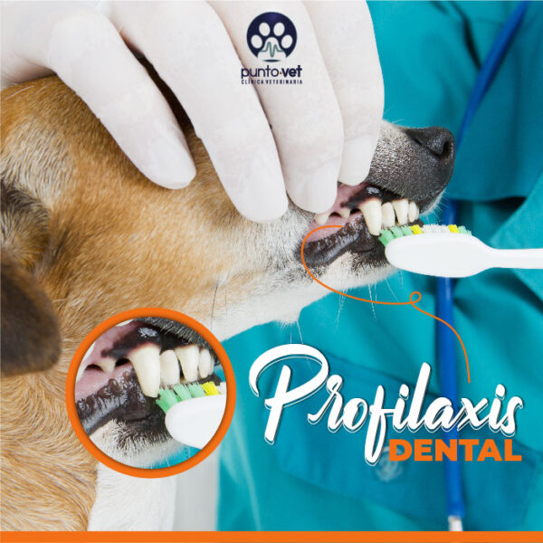 profilaxis dental en perros