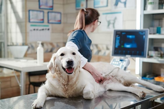 Consulta Veterinaria Especializada