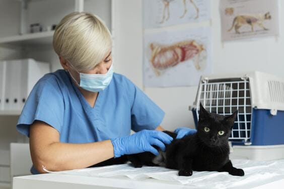 consulta veterinaria general en Medellín