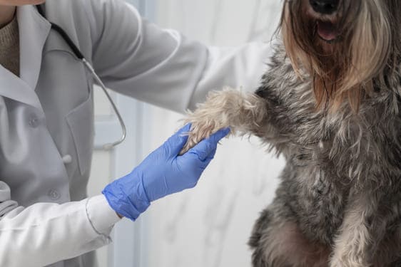 Consulta Veterinaria