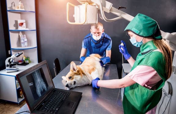 Endoscopia urogenital patra mascotas