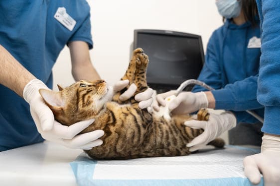 Endoscopia veterinaria en Medellín