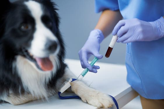 Hematología veterinaria