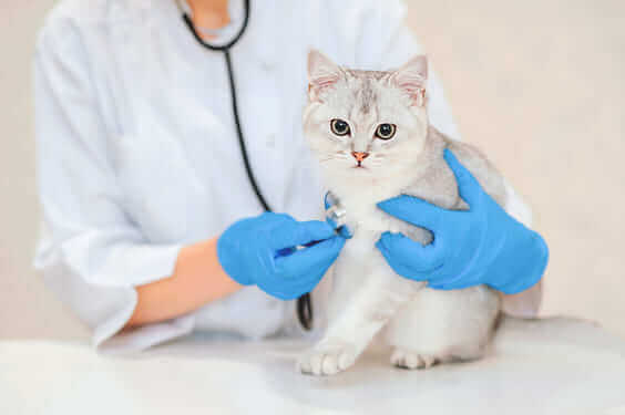 Hospital Veterinario 24 horas