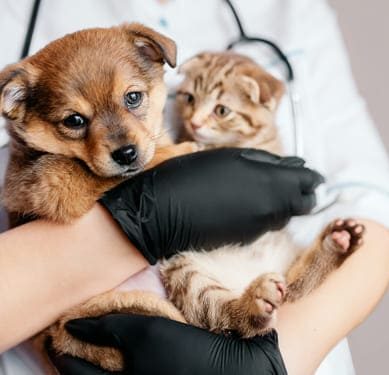 Hospitalización de mascotas en Medellín