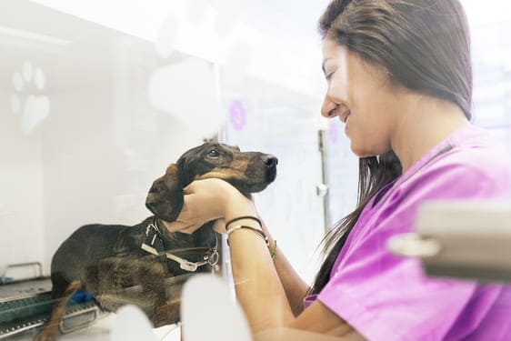 Hospitalización para Perros