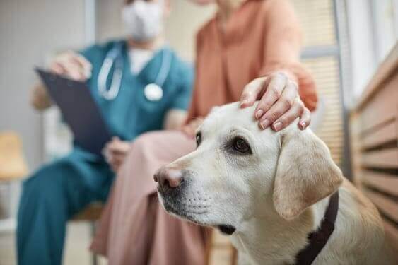 Hospitalización por Parvovirus infeccioso