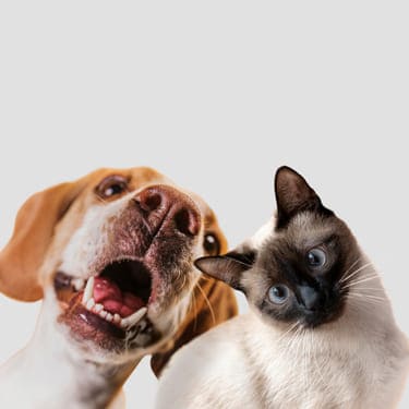Medicina Preventiva Veterinaria