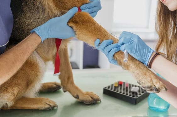 microbiología y parasitología veterinaria
