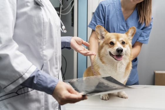 Rdiografía y rayos X veterinario en Medellín