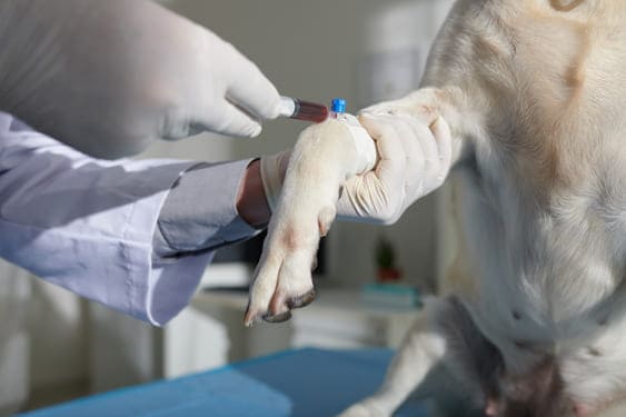 toma de serología para mascotas en Medellín