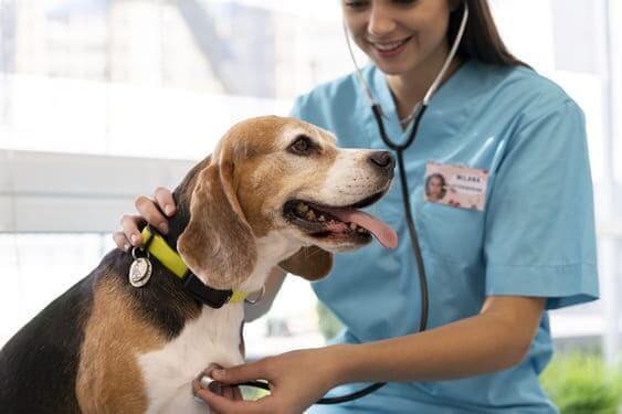 Urgencias Veterinarias 24 horas
