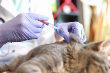 Actualización plan de vacunas veterinarias