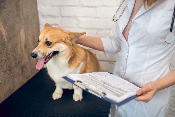 certificado médico veterinario internacional