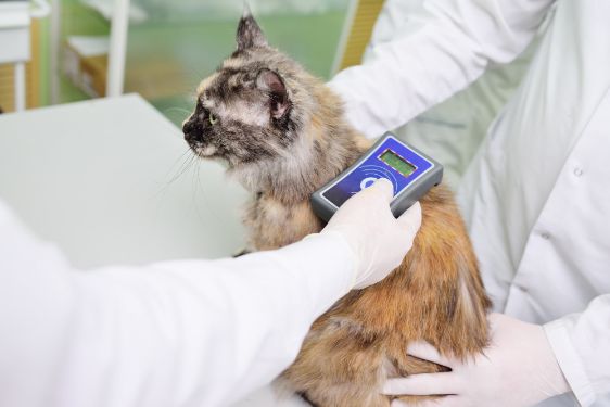 implantación de microchip para mascotas