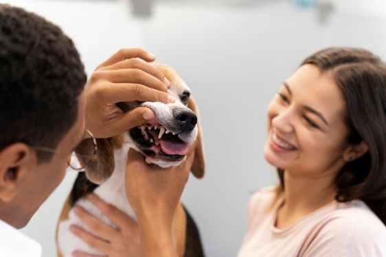profilaxis para mascotas en Medellín