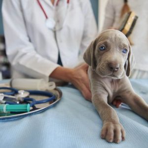 Hospital veterinario 24 horas