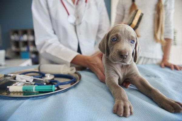 Hospital veterinario 24 horas