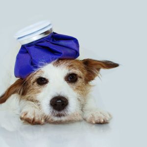 Parvovirus Canino