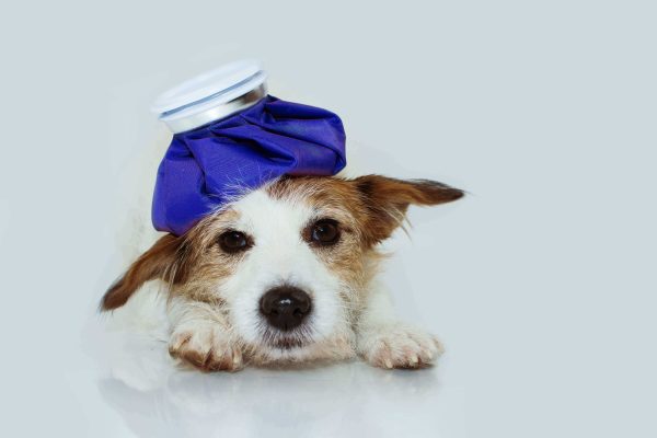 Parvovirus Canino